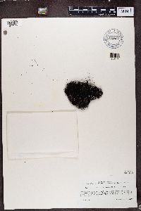 Bryoria chalybeiformis image