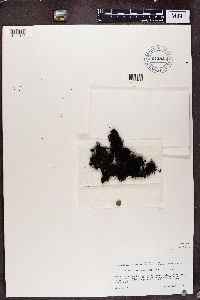 Pseudephebe pubescens image