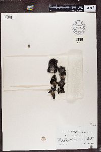 Umbilicaria havaasii image