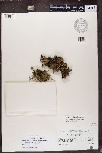 Peltigera scabrosa image