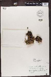 Peltigera horizontalis image