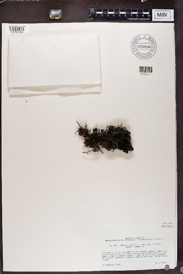 Leptogium burnetiae var. hirsutum image