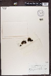 Polychidium muscicola image