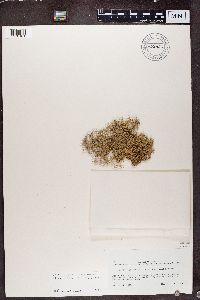 Dendrographa leucophaea image