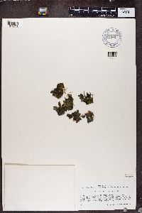 Leptogium foveolatum image