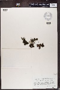 Leptogium cyanescens image