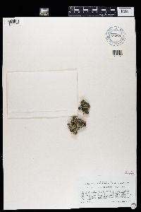 Xanthoparmelia wyomingica image