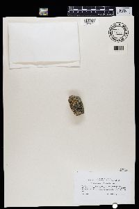 Lecanora polytropa image