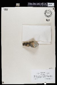 Bellemerea alpina image