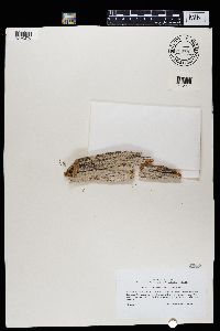 Xylographa vitiligo image