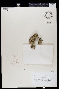 Cladonia sulphurina image