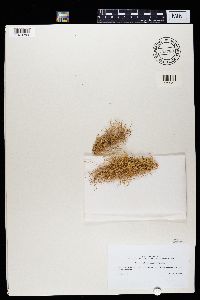 Ramalina pacifica image