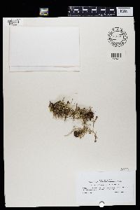 Cladonia scabriuscula image