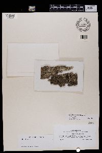 Caloplaca pollinii image