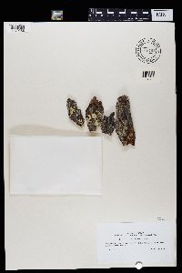 Lecidea nylanderi image