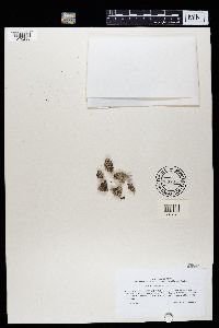 Parmelia saxatilis image