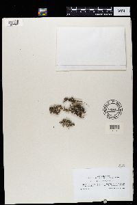 Roccellaria mollis image