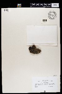 Thumbnail image of current specimen