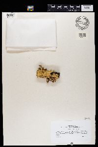 Nephroma australe image