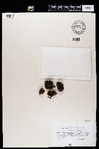 Cetraria aculeata image