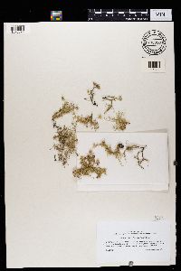 Usnea strigosa image