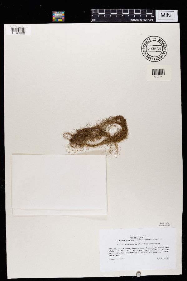 Bryoria tortuosa image