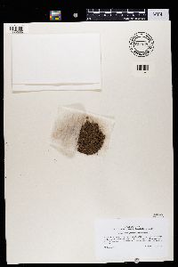 Image of Enterographa atacamensis
