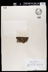 Thumbnail image of current specimen