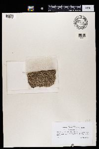 Roccellaria mollis image