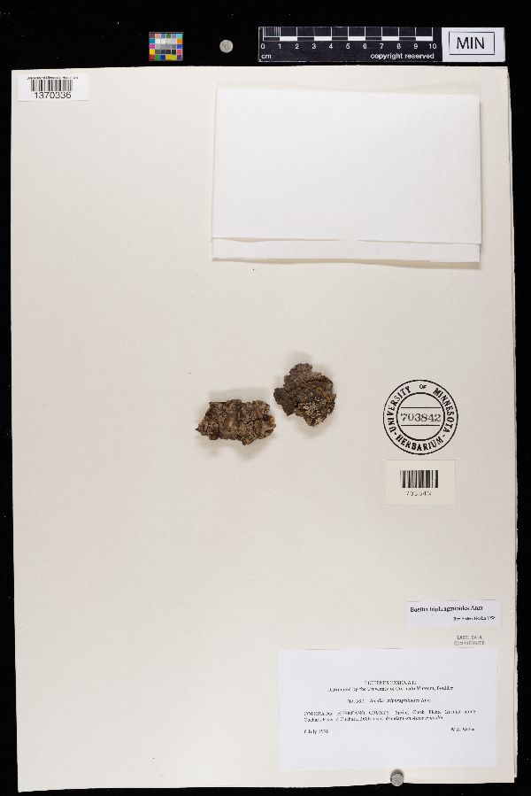 Buellia triphragmioides image