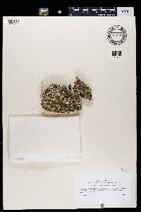 Cladonia foliacea image