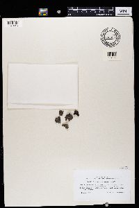 Thumbnail image of current specimen