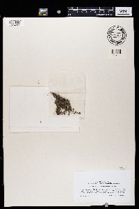 Vahliella leucophaea image