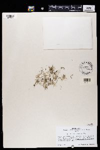 Ramalina intermedia image