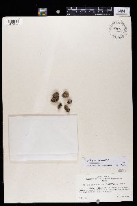Trapeliopsis granulosa image