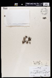 Lepraria arctica image