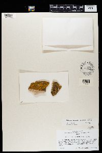 Flavoplaca citrina image