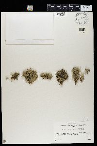 Cladonia portentosa image