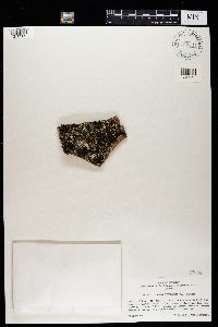 Collema furfuraceum image