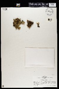 Pseudocyphellaria crocata image