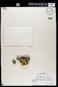 Flavopunctelia flaventior image