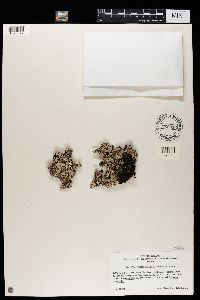 Parmotrema reticulatum image