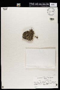 Cladonia uncialis image