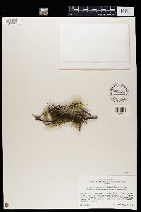 Melanelia septentrionalis image