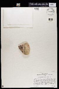 Lecidea tessellata image