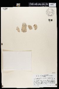 Image of Leptotrema compunctum