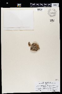 Pyrgillus javanicus image