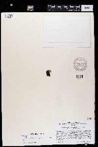 Thumbnail image of current specimen