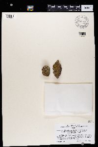 Lecidella asema image