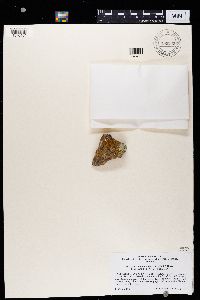 Caloplaca bolacina image